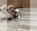 Small #2 Maltipoo