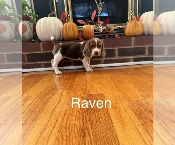 Medium Photo #5 Beagle Puppy For Sale in NATHALIE, VA, USA