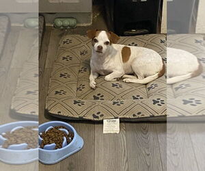 Chihuahua-Unknown Mix Dogs for adoption in Aurora, IN, USA