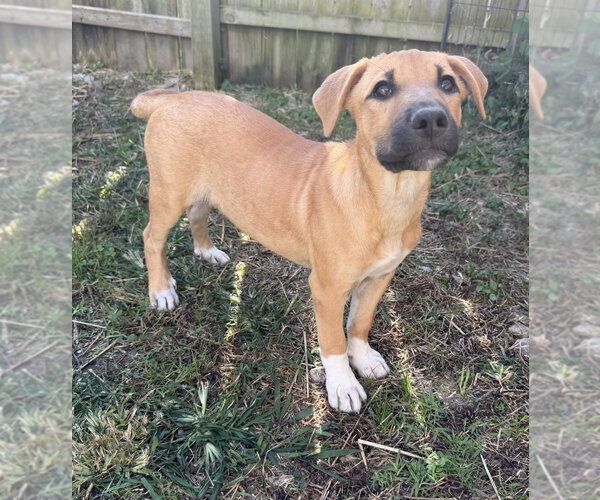 Medium Photo #4 Labrador Retriever-Unknown Mix Puppy For Sale in Aurora, IN, USA