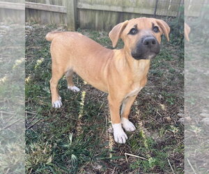 Georgia : Madison - Female Labrador Retriever-Unknown Mix Dog for Adoption - Photo #4