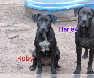 Labrador Retriever-Unknown Mix Dogs for adoption in LANEVILLE, TX, USA