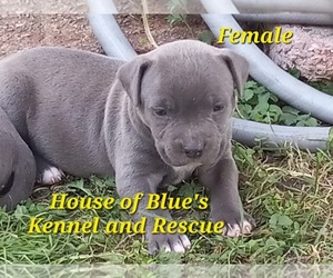 American Pit Bull Terrier Puppy for sale in DELAWARE, OH, USA