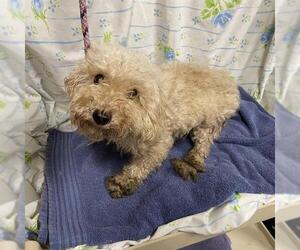 Poodle (Miniature)-Unknown Mix Dogs for adoption in Modesto, CA, USA