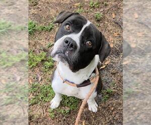 American Staffordshire Terrier Dogs for adoption in Fort Lauderdale, FL, USA