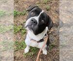 Small American Staffordshire Terrier