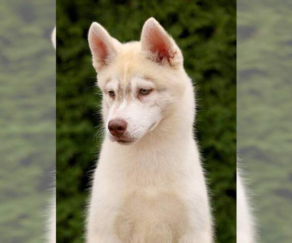 Medium Photo #3 Siberian Husky Puppy For Sale in Corbeanca, Ilfov, Romainia