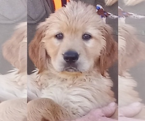 Golden Mountain Doodle  Puppy for sale in EDGERTON, WI, USA