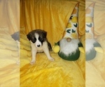 Small Photo #16 Border Collie Puppy For Sale in AIKEN, SC, USA