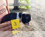 Small Photo #4 Boston Terrier Puppy For Sale in CALDWELL, TX, USA