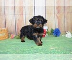Small Photo #1 YorkiePoo Puppy For Sale in LAKE BENTON, MN, USA