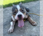 Small #2 American Pit Bull Terrier Mix