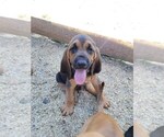 Small Photo #5 Bloodhound Puppy For Sale in NEW PORT RICHEY, FL, USA