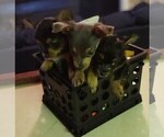 Small Photo #1 Chorkie-Yorkshire Terrier Mix Puppy For Sale in PHILADELPHIA, PA, USA