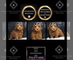 Puppy Shine Multigen Goldendoodle (Miniature)