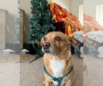Small Chihuahua Mix