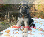 Small #3 German Shepherd Dog