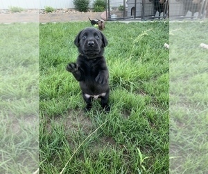 Labrador Retriever Puppy for Sale in LINCOLN, Nebraska USA