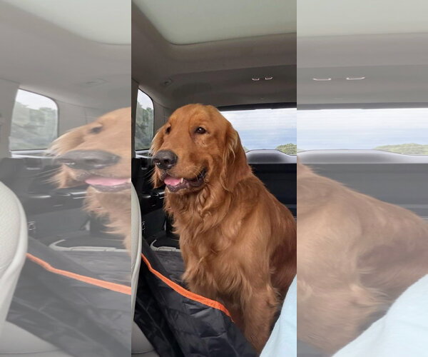 Medium Photo #1 Golden Retriever Puppy For Sale in Alexander, AR, USA