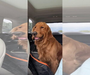 Golden Retriever Dogs for adoption in Alexander, AR, USA