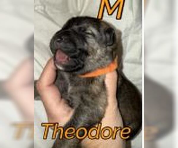 Medium Photo #3 German Shepherd Dog Puppy For Sale in New Hill, NC, USA