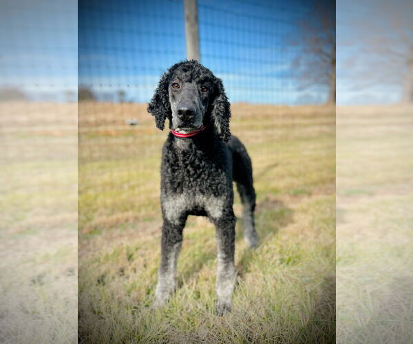 Medium Photo #1 Poodle (Standard) Puppy For Sale in Pacolet, SC, USA