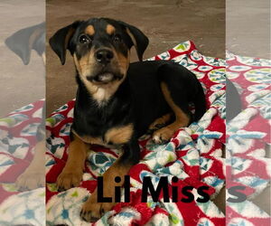 Mutt Dogs for adoption in Mexia , TX, USA