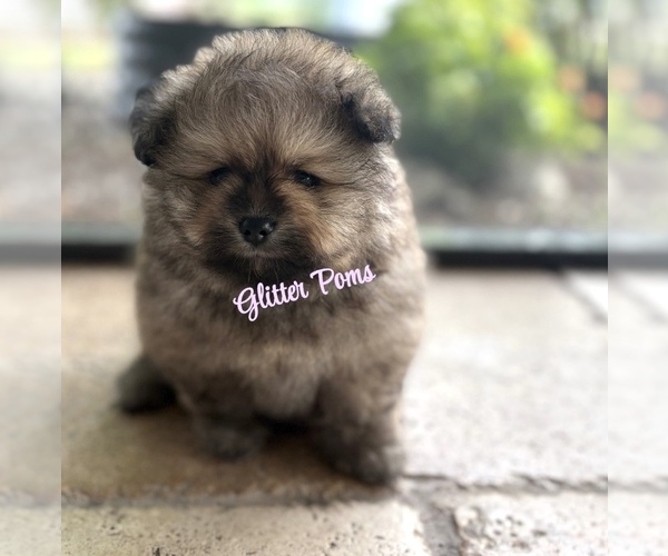 Medium Photo #5 Pomeranian Puppy For Sale in LEHIGH ACRES, FL, USA