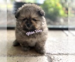 Small #4 Pomeranian