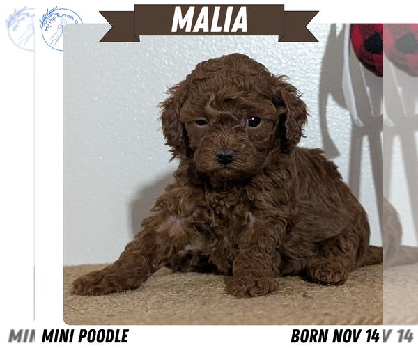 Medium Photo #51 Poodle (Miniature) Puppy For Sale in GOSHEN, IN, USA