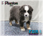 Small Photo #2 Miniature Australian Shepherd Puppy For Sale in FORESTBURG, TX, USA