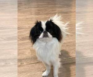 Mother of the Japanese Chin puppies born on 12/03/2023