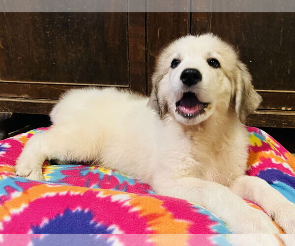 Medium Photo #2 Great Pyrenees Puppy For Sale in Spring, TX, USA