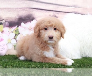 Aussie-Poo Puppy for sale in MARIETTA, GA, USA