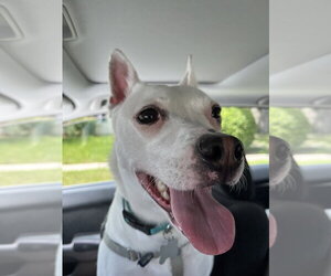 Louie - Male Mutt Dog for Adoption - Photo #11