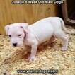 Small #42 Dogo Argentino