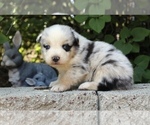 Small #2 Australian Shepherd