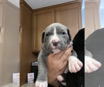 Puppy 3 American Pit Bull Terrier