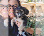 Small #2 Australian Shepherd-Maltese Mix