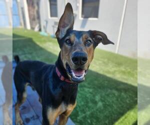 JAX #3 - Male Doberman Pinscher-Unknown Mix Dog for Adoption - Photo #2