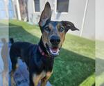 Small #1 Doberman Pinscher Mix