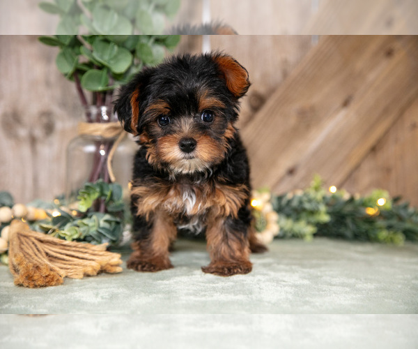 Medium Photo #2 Yorkshire Terrier Puppy For Sale in GREENWICH, OH, USA