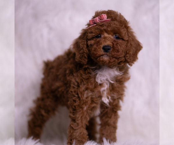 Medium Photo #2 Poodle (Toy) Puppy For Sale in WARSAW, IN, USA