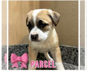 - Mix Dogs for adoption in Jackson Township, NJ, USA