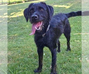 Labradoodle Dogs for adoption in New Oxford , PA, USA