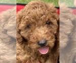 Small #3 Goldendoodle (Miniature)