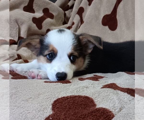 Medium Photo #1 Welsh Cardigan Corgi Puppy For Sale in NEWAYGO, MI, USA