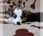 Puppy 3 Welsh Cardigan Corgi