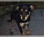 Small #4 Basenji Mix
