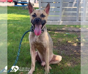 German Shepherd Dog Dogs for adoption in Sugar Land, TX, USA